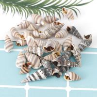 100% NATURAL BATILLARIA ZONALIS SHELLS / MARINE