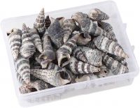 HAND SELECTED BATILLARIA ZONALIS SEA SHELLS / NATURAL POLISHED / CLEAN GRADE / FOR GLOBAL EXPORT