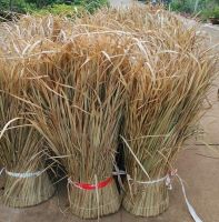 DRIED SEAGRASS FOR BASKETRY AND INTERIOR