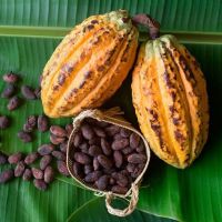 ORGANIC DRIED CACAO BEANS | NON-GMO