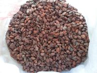 SUN-DRIED CACAO BEANS | CLEANED AND