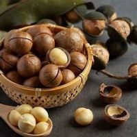 PREMIUM QUALITY WHOLE MACADAMIA NUTS PLANT