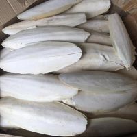 DRIED CUTTLEFISH BONE / PREMIUM QUALITY / BULK
