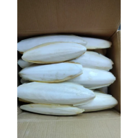 HOT DEAL CUTTLEBONE SUPPLY IN BULK
