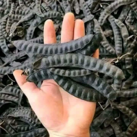 PREMIUM QUALITY DRIED GLEDITSIA PODS SUSTAINABLE