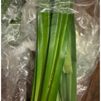 WHOLESALE DRIED PANDAN LEAVES PURE AND