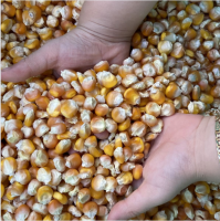 NATURAL DRIED WAXY CORN KERNELS SUSTAINABLE