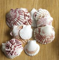 TOP SALES SCALLOP SHELL BULK WHOLESALE
