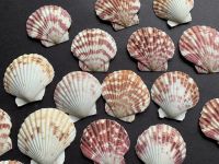 SCALLOP SHELL PREMIUM QUALITY NATURAL SEA