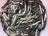 FROZEN GOBY FISH PREMIUM QUALITY SEAFOOD BULK WHOLESALE SUPPLY EXPORT PRODUCT HOT DEAL TOP SALES BEST PRICE