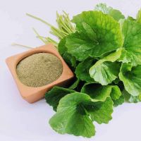 WHOLESALE BULK GOTU KOLA POWDER PREMIUM
