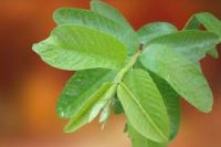 VIETNAMESE DRIED GUAVA LEAVES - PURE, NATURAL