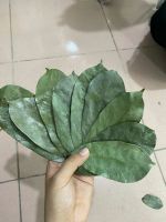 DISCOVER PREMIUM DRIED SOURSOP LEAVES FROM