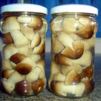 CANNED STRAW MUSHROOM | PREMIUM QUALITY | READY