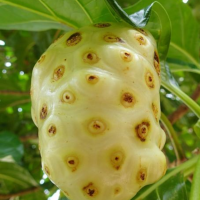 MORINDA CITRIFOLIA | DRIED NONI | HERBAL RAW