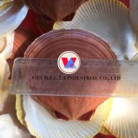 DRIED SCALLOP SHELLS BULK EXPORT FROM