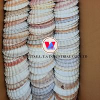 WHOLESALE SCALLOP SHELLS HIGH QUALITY POLISHED