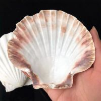 NATURAL SCALLOP SHELLS FOR DECORATION AND