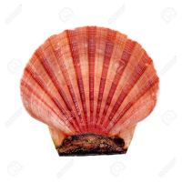 SCALLOP SHELLS FOR CRAFT DECOR AND