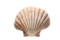 PREMIUM SCALLOP SHELLS CLEAN LABEL FROM