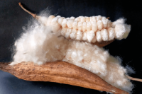 PREMIUM KAPOK FIBER NATURAL TEXTILE MATERIAL