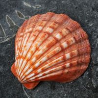 HIGH QUALITY SCALLOP SHELL FOR CRAFTS
