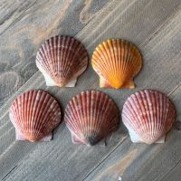 SCALLOP SHELL FOR SEAFOOD PRESENTATION AND