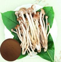 EXPORT GRADE DRIED TERMITE MUSHROOM RICH