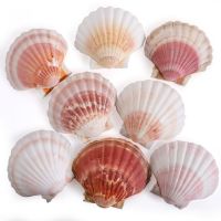 PREMIUM CLEANED SCALLOP SHELL FROM VIETNAM