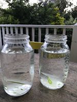 BEST QUALITY ALOE VERA DRINK FROM