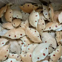 PREMIUM CRAB SHELL RAW MATERIAL FOR