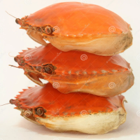 HIGH QUALITY CRAB SHELL FOR ORGANIC