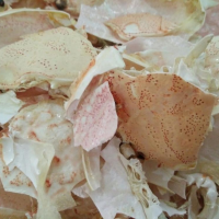 PREMIUM CRAB SHELL RAW MATERIAL FOR