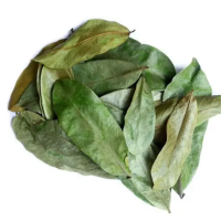 WHOLESOME SOURSOP LEAVES FOR ANTIOXIDANT RICH