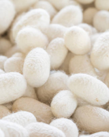 PREMIUM SILK COCOON FOR SKINCARE & BEAUTY WHOLESALE SUPPLIER
