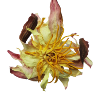 HIGH QUALITY DRY LOTUS FLOWER FOR DETOX CALMING TEA AND HOLISTIC HEALING