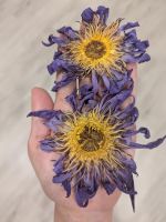 ORGANIC DRY LOTUS FLOWER FOR BEAUTY ROUTINES RELAXATION AND HEALTHY LIFESTYLE