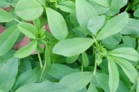 HIGH QUALITY LUCERNE FOR LIVESTOCK NUTRITION SUSTAINABLE FARMING AND GROWTH