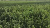 NUTRIENT RICH LUCERNE FOR CATTLE GOATS SHEEP RABBITS AND FARM USE