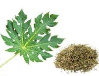 HIGH QUALITY PAPAYA LEAVES FOR HEALTH TEA HERBAL FORMULAS AND DIGESTION