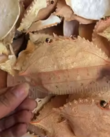 HIGH QUALITY CRAB SHELL FOR ORGANIC