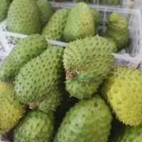 PREMIUM SOURSOP FRUIT FOR JUICE SMOOTHIES