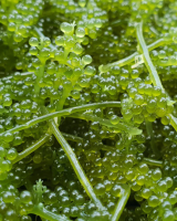 PREMIUM SEA GRAPE (UMI BUDO) BULK