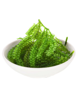 NATURAL SEA GRAPE FOR RESTAURANTS &amp