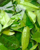 HIGH-QUALITY DRIED SOURSOP LEAVES /  HIGH