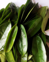 DRIED SOURSOP LEAVES FOR HERBAL TEA