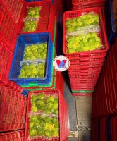 Vietnam Origin Frozen Avocado Wholesale | Bulk IQF Hass Avocado | Factory Direct Price