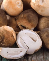 STRAW MUSHROOM &acirc;€“ PREMIUM QUALITY, VIETNAM