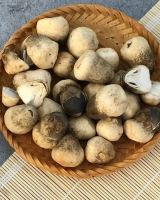 FRESH STRAW MUSHROOM / HIGH QUALITY, CLEAN