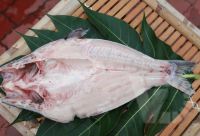 VIETNAM FROZEN PANGASIUS BASA FILLET ALL